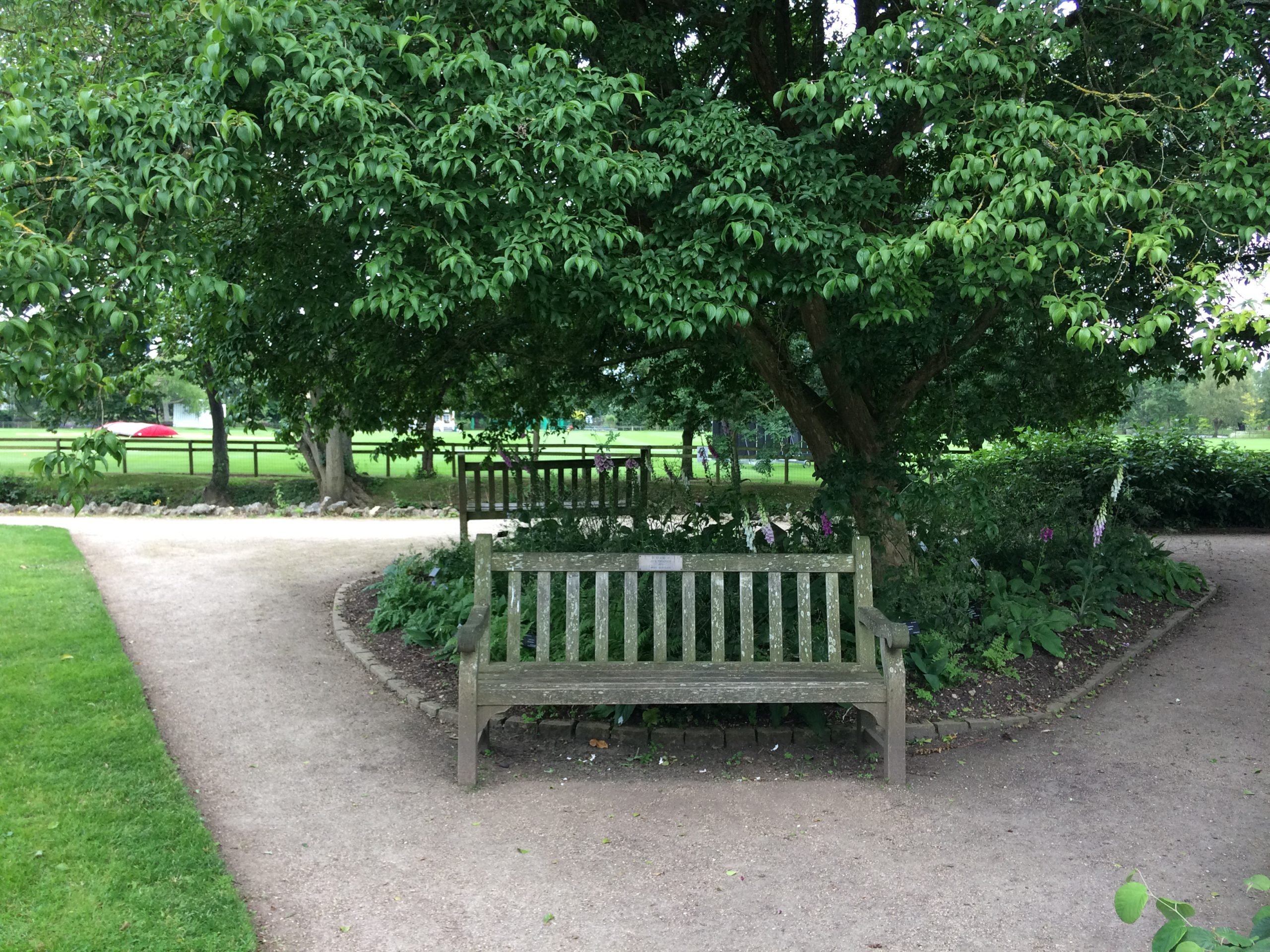 wooden bench under tree